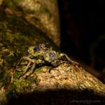 Tenebrionidae