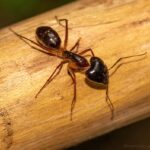 Camponotus