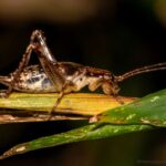 Marojejy insect