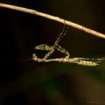Liturgusella