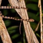 Lycodryas gaimardi