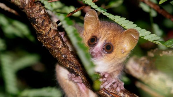 The head of a tiny lemur with huge round eyes pokes out over a branch