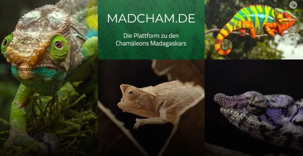 Madcham.de Videos Bildschirmfoto