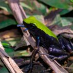 Mantella laevigata