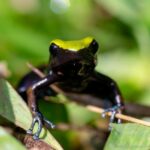 Mantella laevigata