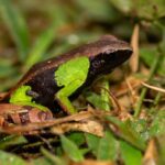 Mantella nigricans