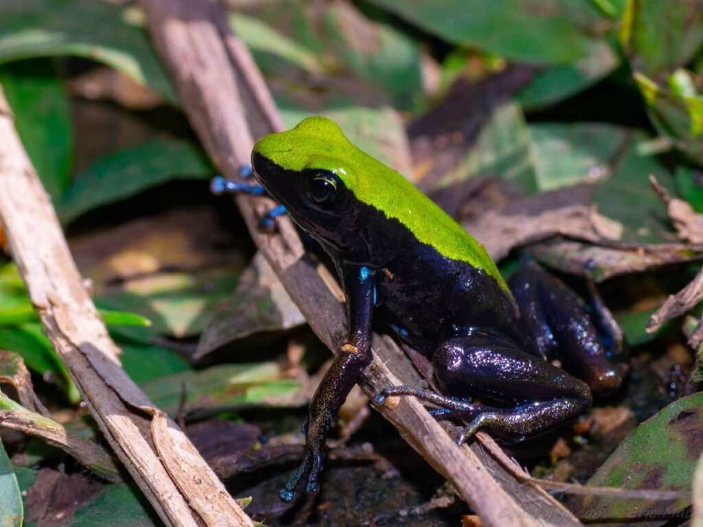 A shiny black frog with a brilliant lime-green back and bright turquoise-bloe spots on its legs and feet