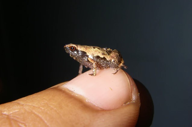 A tiny frog sits on person's fingernail. The frog is half the size of the fingernail!