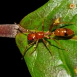 Myrmarachne (Salticidae) - L'araignée qui fait la fourmi