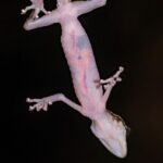 Paroedura gracilis