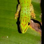 Phelsuma guttata