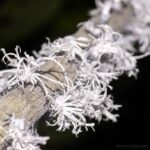 Flatida rosea