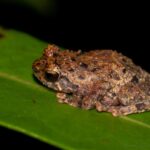Platypelis sp. Ca11