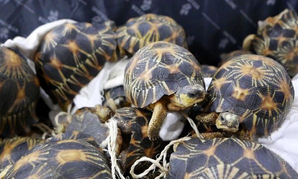 a dozen or so tortoises with radiating patterns on their shells are piled on top of one another