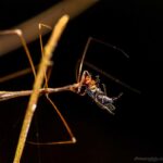 Reduviidae