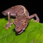 Uroplatus sp. aff. ebenaui