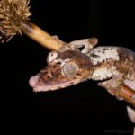Uroplatus giganteus