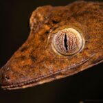 Marojejy gecko