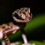 Paroedura gracilis