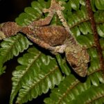 Uroplatus sikorae