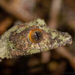 Uroplatus sikorae