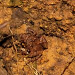 Rhombophryne sp.