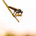 Asilidae (Robber Fly)