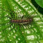 Scutigera sp.