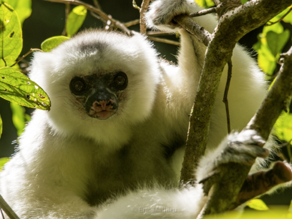 A lemur with dark face, huge round eyes and fluffy white fur stares directly into camera