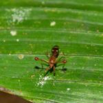 Diopsidae (Stalk-Eyed Fly)
