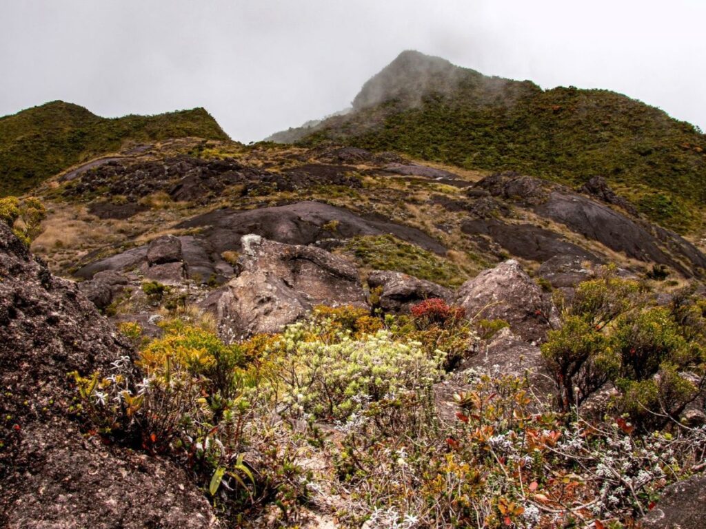 Large, flat, dark gray rock outcrops are surrounded by low shrubs, some with yellow or red flowers