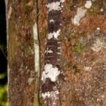 Uroplatus giganteus