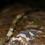Uroplatus giganteus