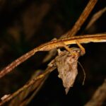 Uroplatus lineatus