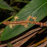 Uroplatus lineatus