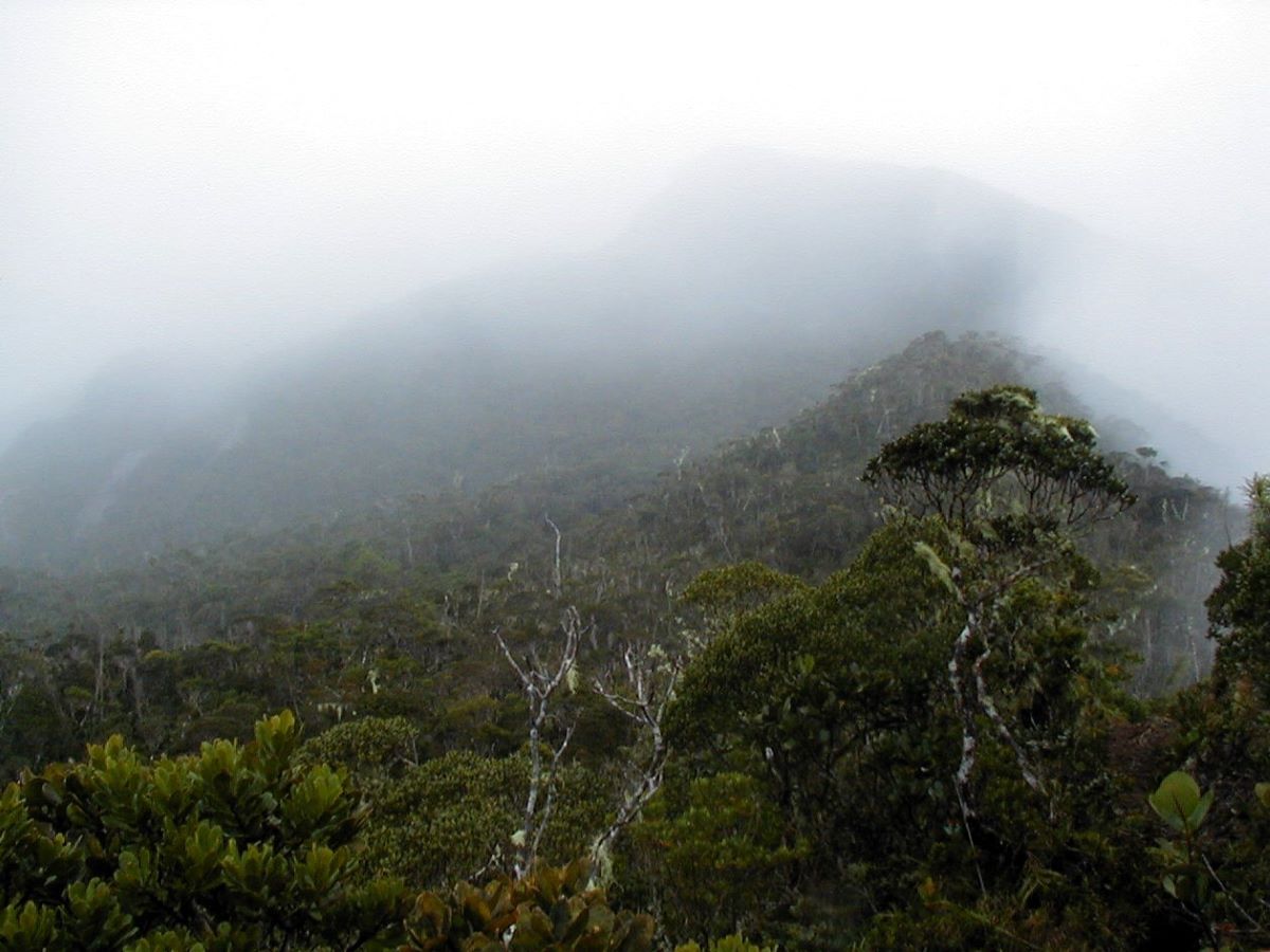 Stunted, gnarled trees and bushes grow along a ridge enshrouded in mist