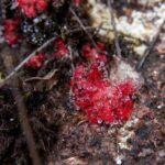 Drosera sp.