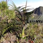 Dypsis pumila