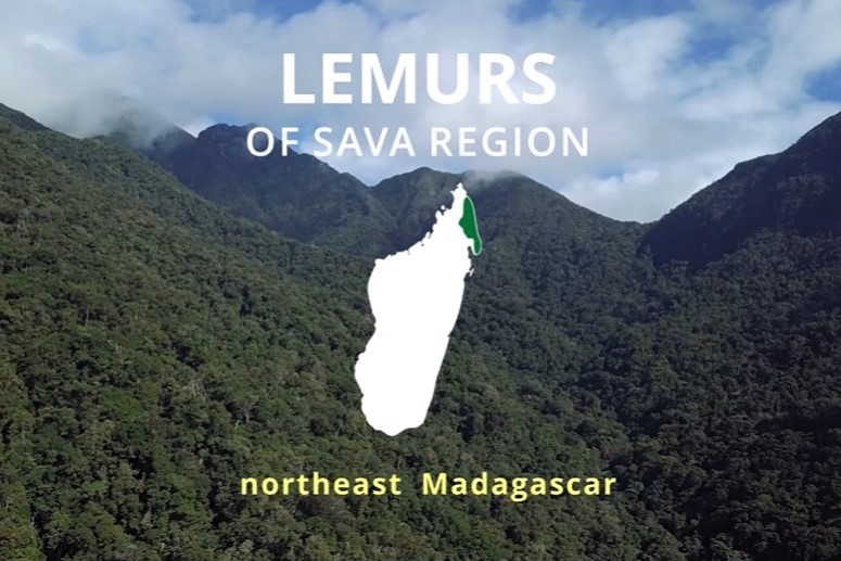 Lemurs of the SAVA video
