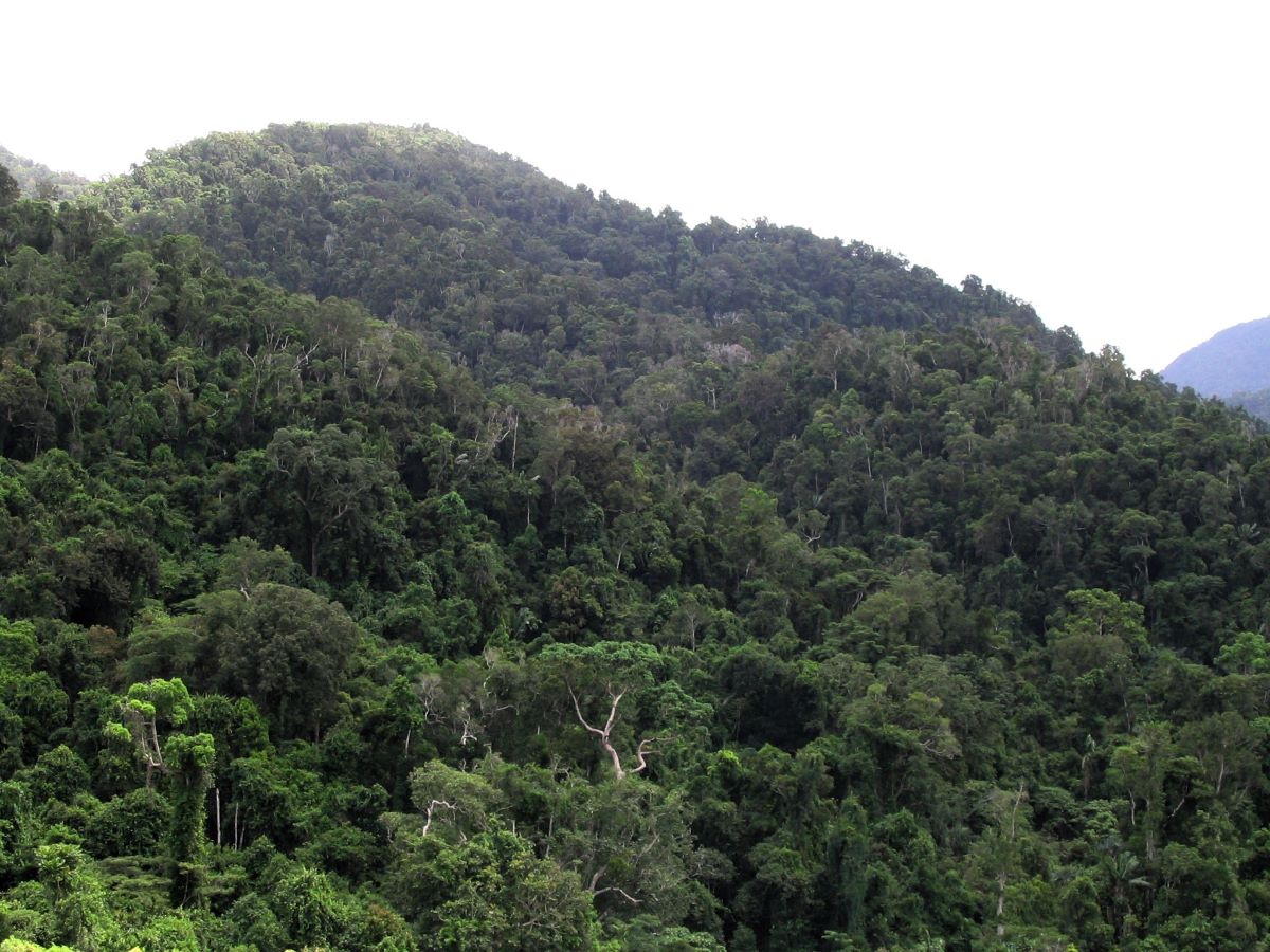 A mountainside is thickly covered with huge trees in all shades of green
