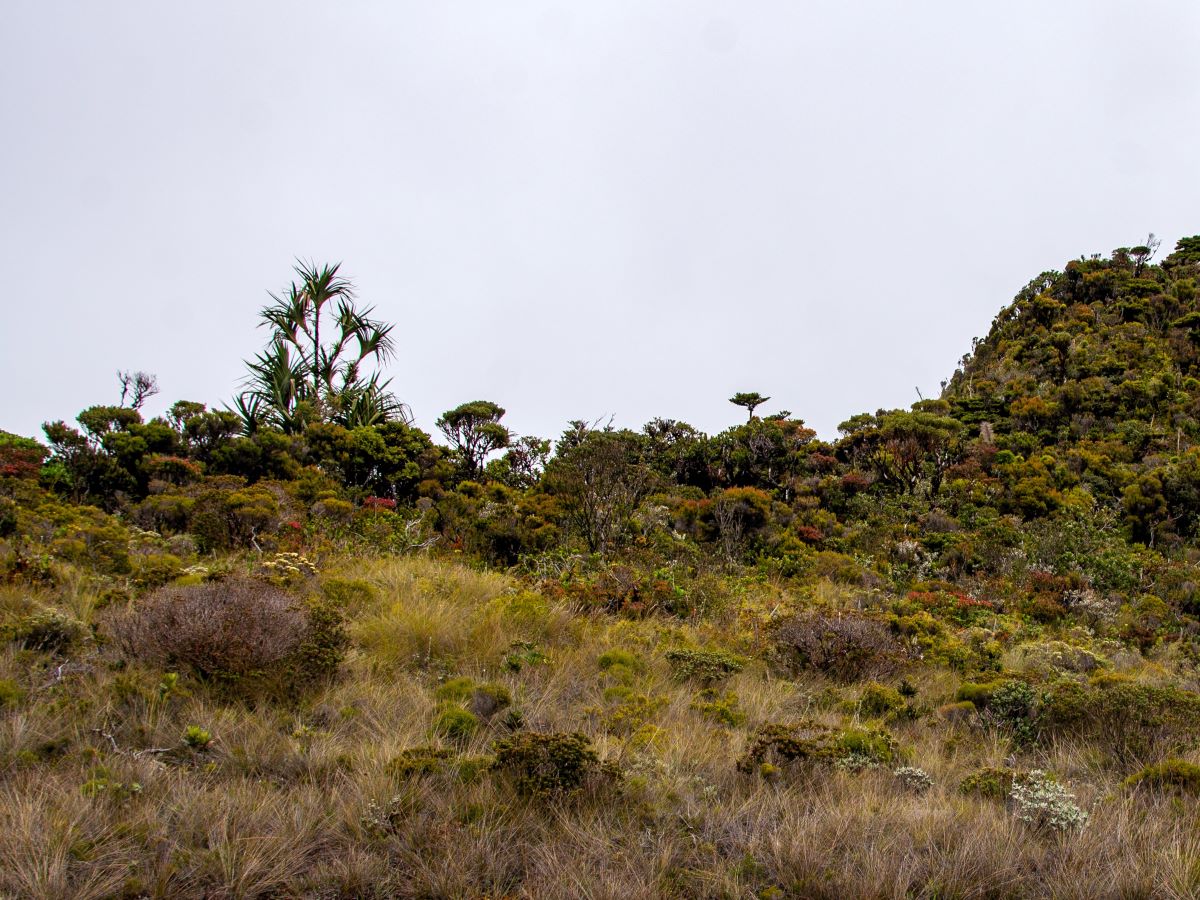 Low bushes and grasses, in varying shades of green, yellow and red, grow on a mountain ridge and slope