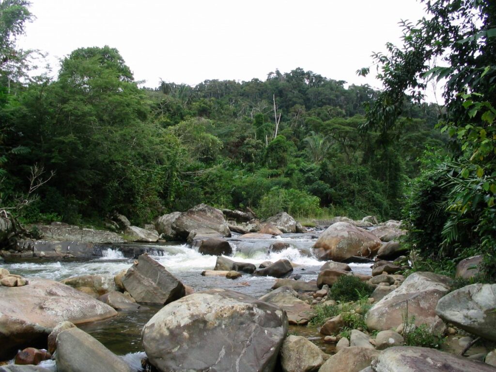 Une rivière remplie de gros rochers gris et de mares d'écume blanche traverse la forêt tropicale d'un vert profond.
