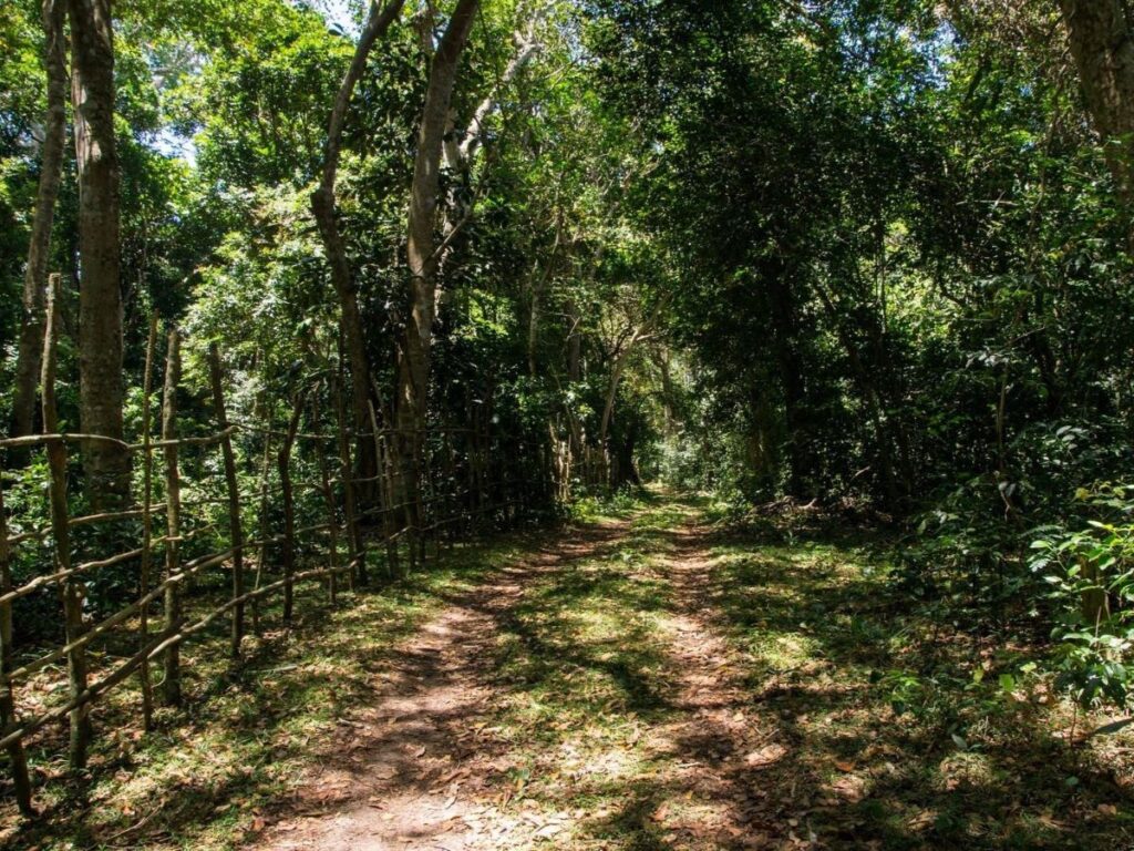 Les traces ténues d'un chemin de terre serpentent à travers la forêt dense ; une clôture de bâtons rudimentaires borde un côté de la route