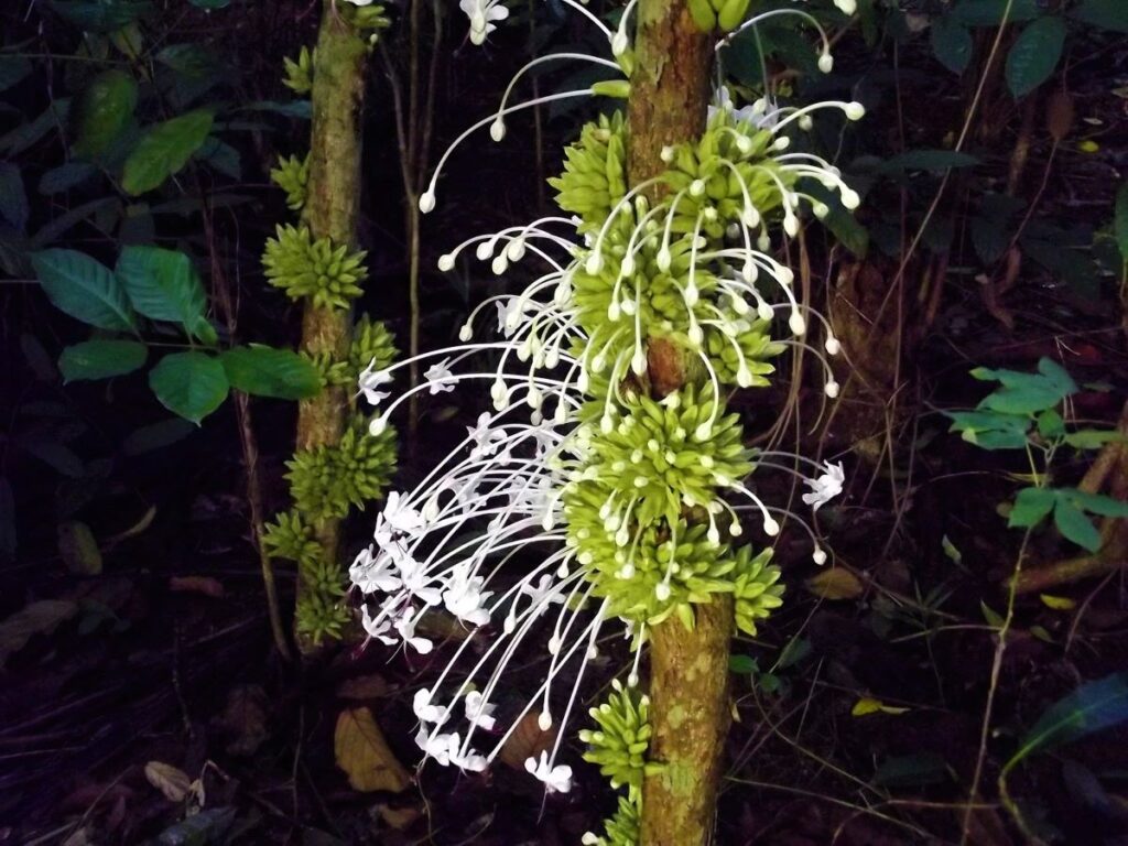 De nombreuses fleurs d'un blanc pur sur de longues tiges blanches jaillissent d'un tronc d'arbre.