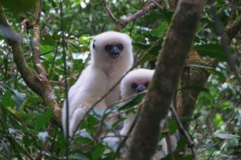 Simpona - Lemurs of the SAVA video