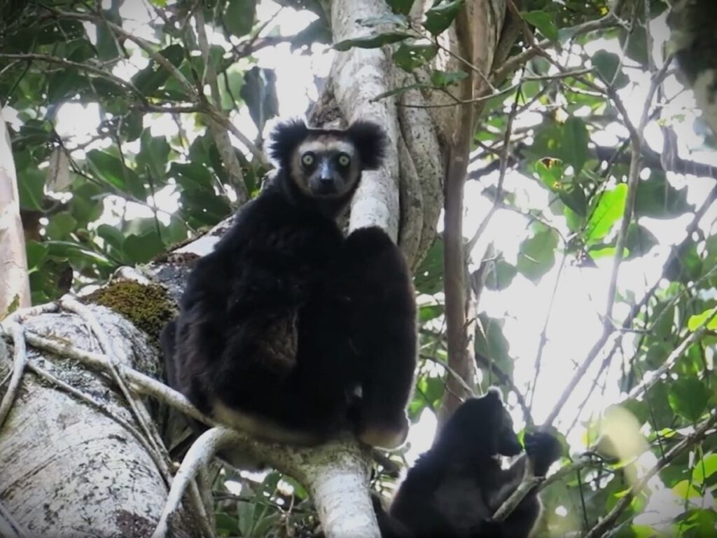 Un indri noir aux grandes oreilles rondes et duveteuses est assis dans un arbre et regarde l'appareil photo avec ses grands yeux jaunes perçants.