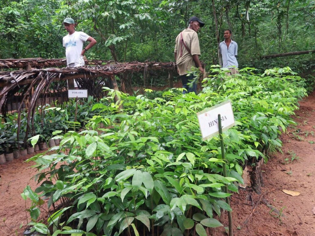 Trois hommes se trouvent dans une pépinière avec des centaines de plants. Certains sont étiquetés comme &quot;hintsia&quot; et d&#039;autres comme &quot;foraha&quot;
