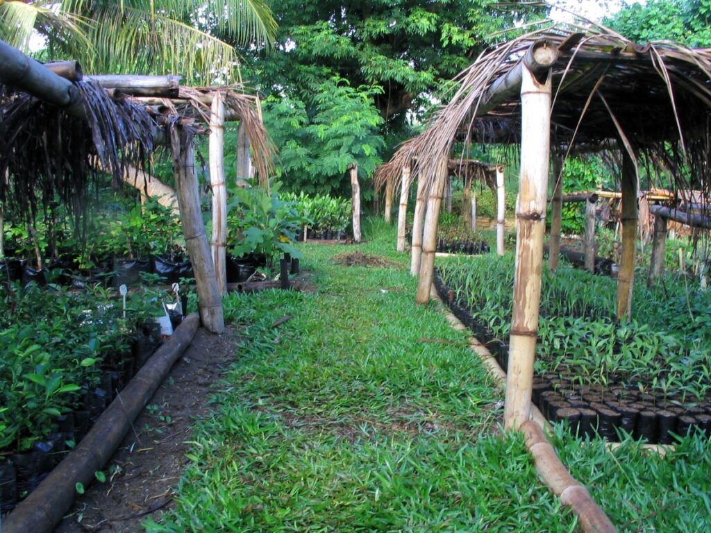 Des centaines de plants d'arbres poussent dans de petits pots noirs qui sont soigneusement disposés sous des abris d'ombre en bambou et en chaume de palmier.