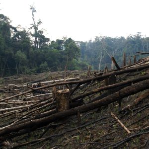 Deforestation