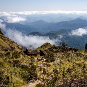 Marojejy summit trail